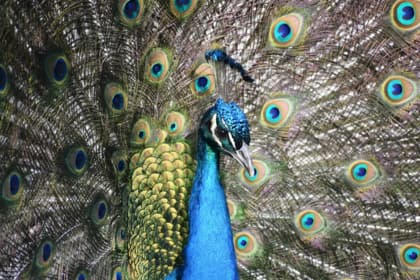 P_D_ Ostrich Show Farm